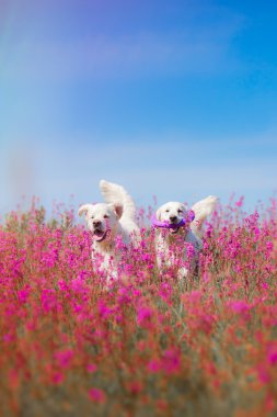 Köpek Golden Retriever çıtır