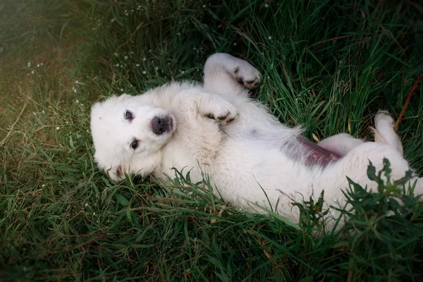 Bonito filhote de cachorro — Fotografia de Stock