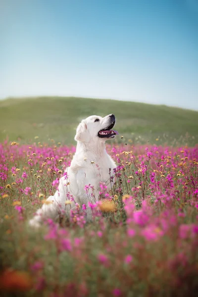 花犬ゴールデンレトリバー — ストック写真