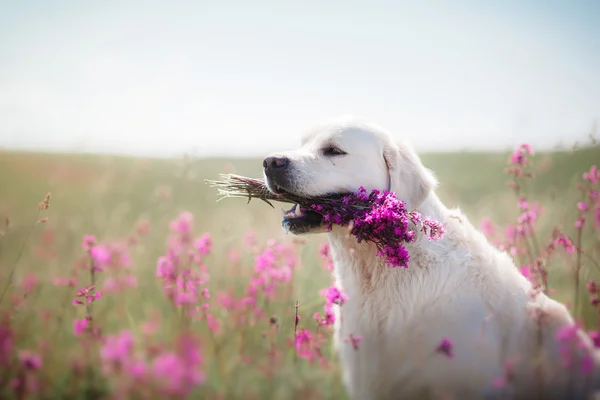 Golden Retriever pies w kwiaty — Zdjęcie stockowe