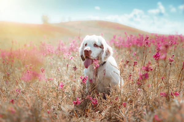 O cão na natureza — Fotografia de Stock