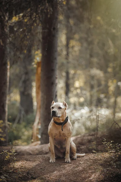 O cão na natureza — Fotografia de Stock