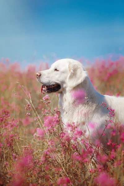 Golden Retriever pies w kwiaty — Zdjęcie stockowe