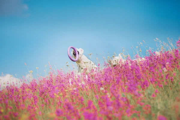 Dog Golden Retriever em flores — Fotografia de Stock