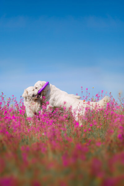 Dog Golden Retriever in flowers