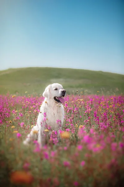 Golden Retriever pies w kwiaty — Zdjęcie stockowe