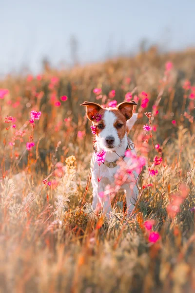 Dog in flowers Jack Russell Terrier — Stock Photo, Image