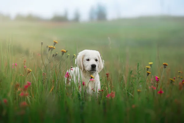 Hund Golden Retriever in Blumen — Stockfoto