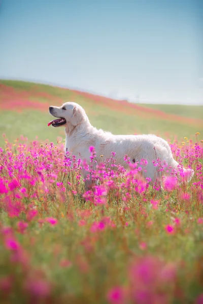 Golden Retriever σκύλου στα λουλουδιών — Φωτογραφία Αρχείου