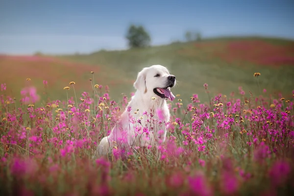 Golden Retriever σκύλου στα λουλουδιών — Φωτογραφία Αρχείου