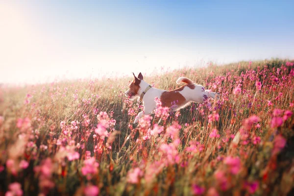 Pies w kwiaty Jack Russell Terrier — Zdjęcie stockowe