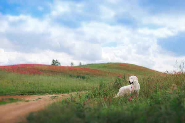 Dog Golden Retriever in flowers