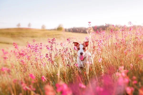 Hond in bloemen Jack Russell Terriër — Stockfoto