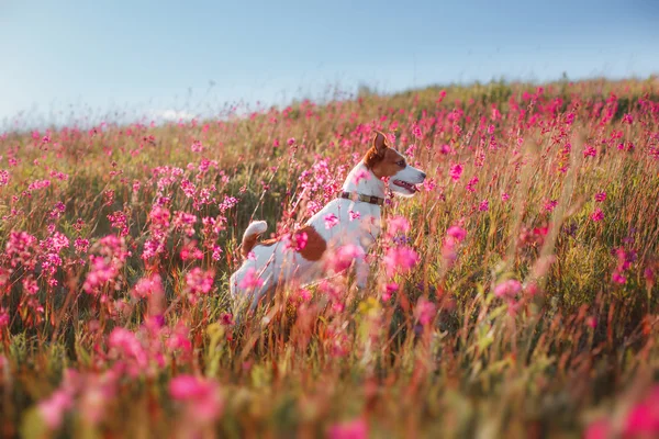 Anjing di bunga Jack Russell Terrier — Stok Foto