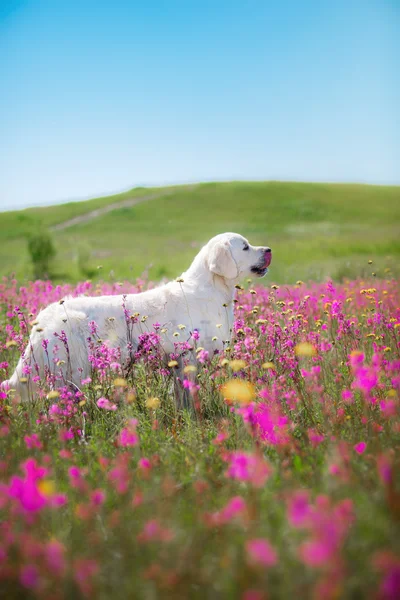 Золотистий ретрівер собака в квіти — стокове фото