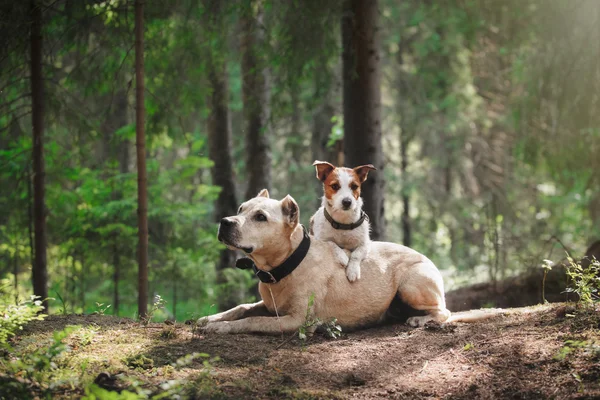 Amitié. Chiens dans la forêt — Photo