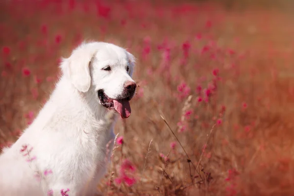 花犬ゴールデンレトリバー — ストック写真