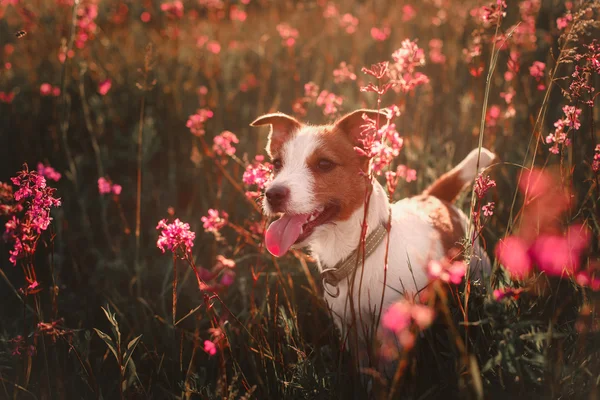 Hund in Blumen Jack Russell Terrier — Stockfoto