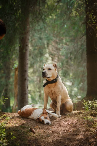 Friendship. Dogs in the forest — Stock Photo, Image