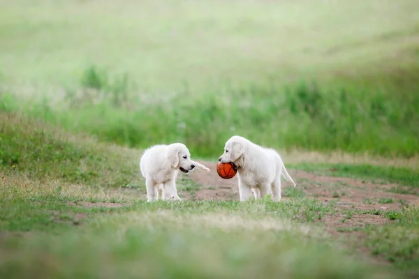 El perro en la naturaleza — Foto de Stock