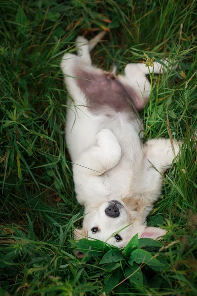 Bonito filhote de cachorro — Fotografia de Stock