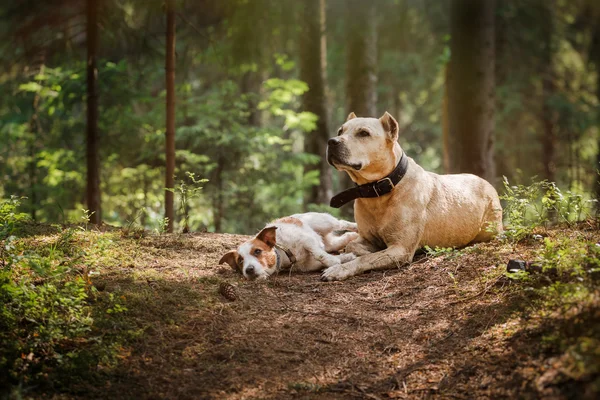 Freundschaft. Hunde im Wald — Stockfoto