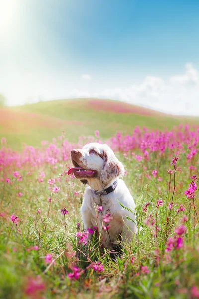 O cão na natureza — Fotografia de Stock