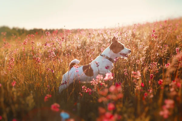 Cão em flores Jack Russell Terrier — Fotografia de Stock