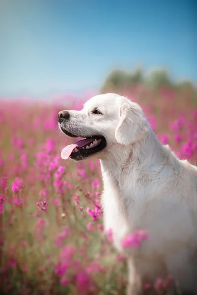 花犬ゴールデンレトリバー — ストック写真