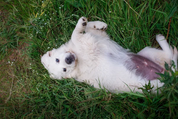 Schattige puppy voet — Stockfoto