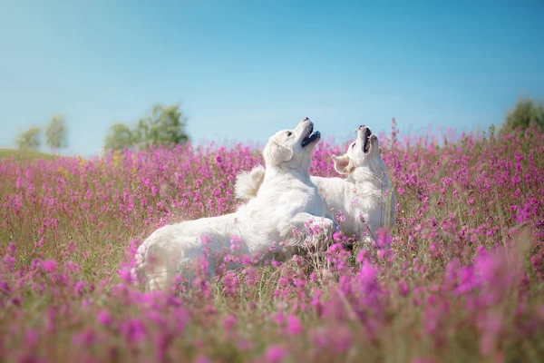 Dog Golden Retriever in flowers