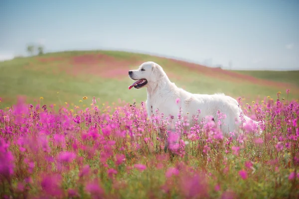 Hond Golden Retriever in bloemen — Stockfoto