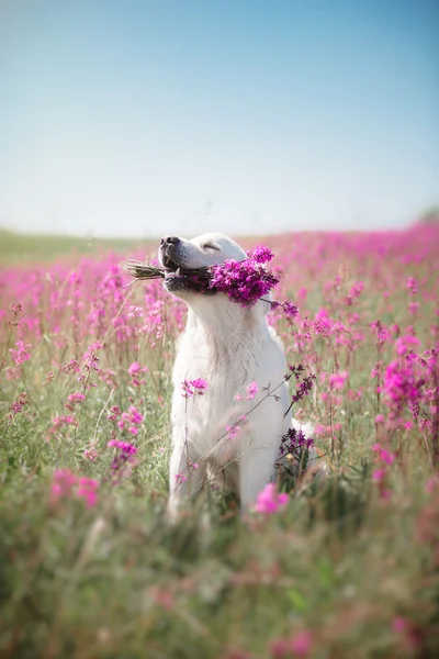 Anjing Golden Retriever di bunga — Stok Foto