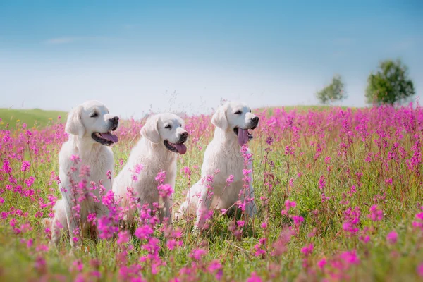 Golden Retriever pies w kwiaty — Zdjęcie stockowe