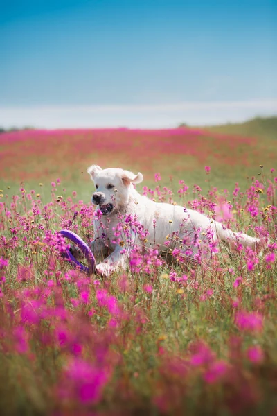 Dog Golden Retriever in flowers