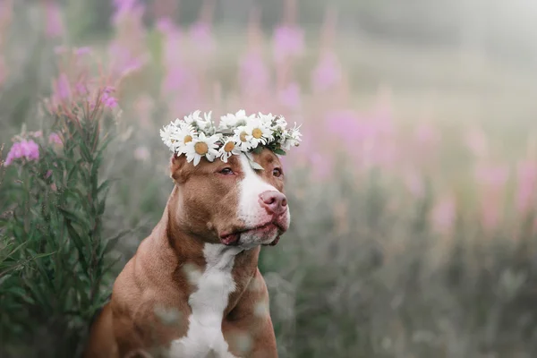 Mignon pit bull chien terrier avec marguerites — Photo