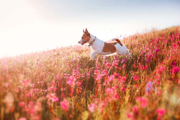 Hond in bloemen Jack Russell Terriër — Stockfoto