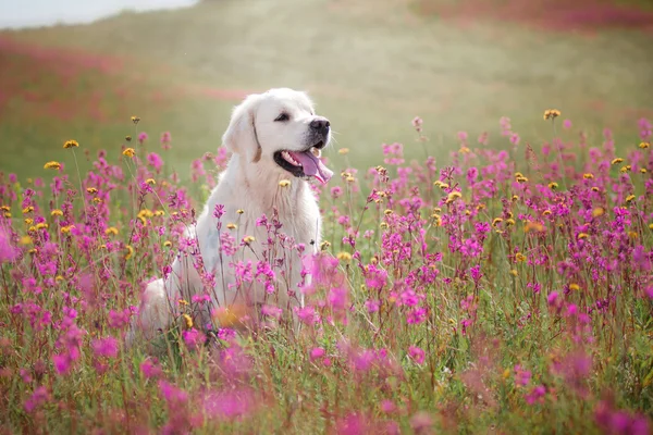 Golden Retriever pies w kwiaty — Zdjęcie stockowe