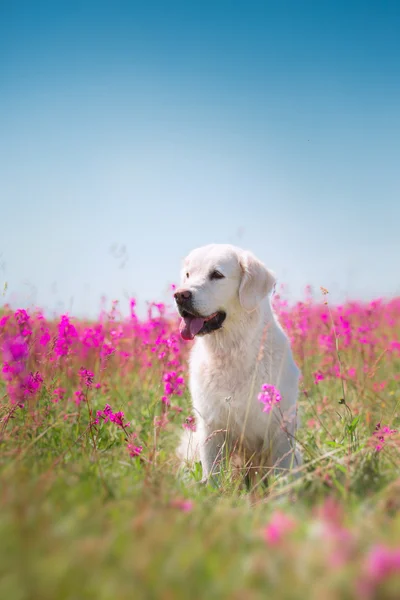 Золотистий ретрівер собака в квіти — стокове фото