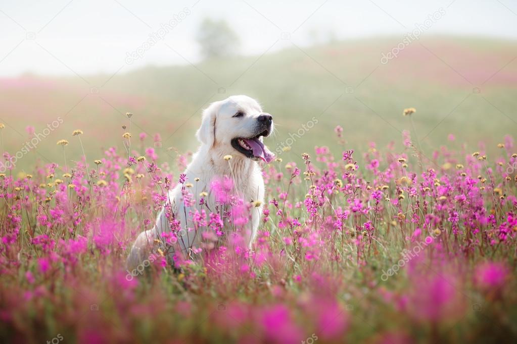 Dog Golden Retriever in flowers