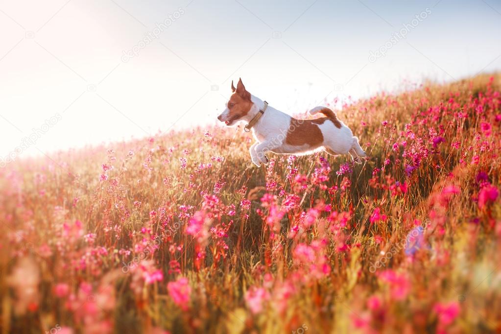 Dog in flowers Jack Russell Terrier