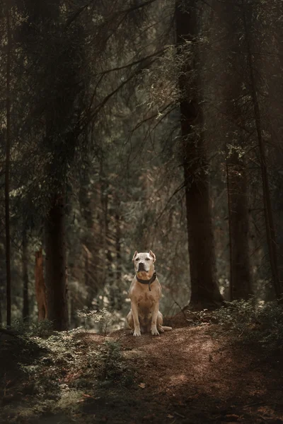 De hond over de aard — Stockfoto