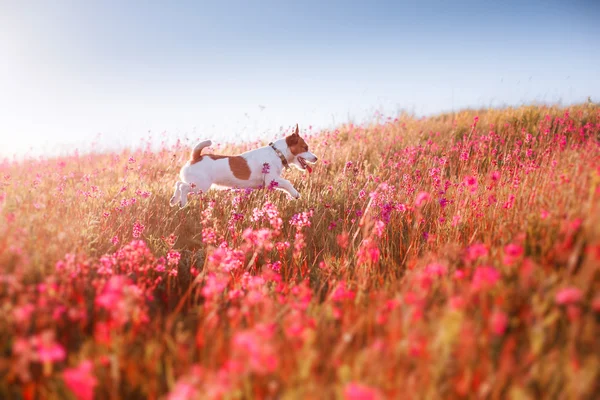 Hond in bloemen Jack Russell Terriër — Stockfoto