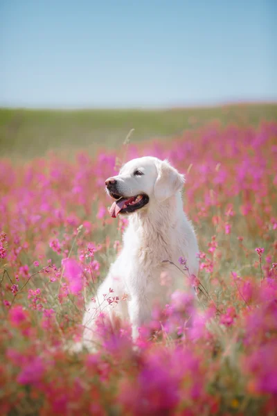 Golden Retriever σκύλου στα λουλουδιών — Φωτογραφία Αρχείου