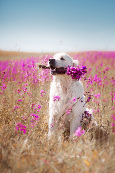 Dog Golden Retriever in flowers