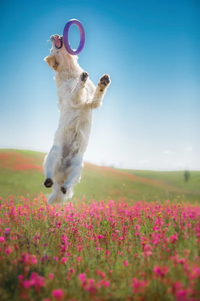 Dog Golden Retriever in flowers