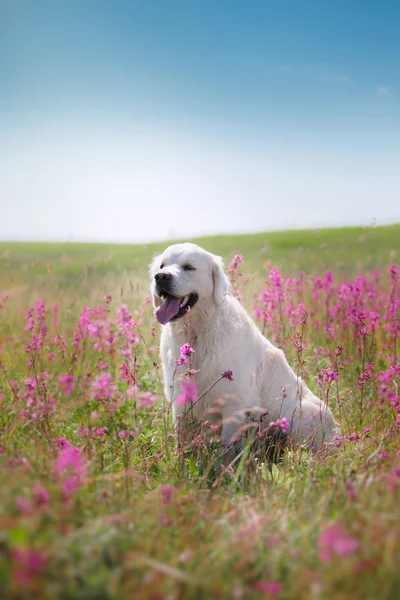 Golden Retriever pies w kwiaty — Zdjęcie stockowe