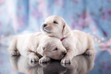 Golden Retriever Yavrusu 