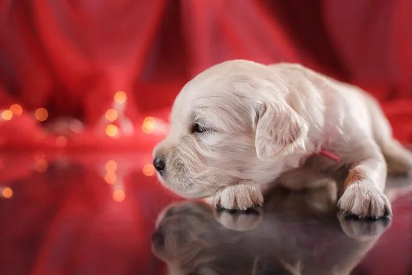 Golden retriever puppy — Stockfoto