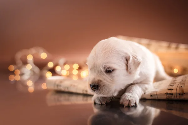 Golden Retriever Yavrusu — Stok fotoğraf